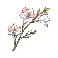 Elegant Freesia Design on Bright White vector