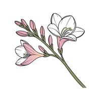 Charming Freesia Floral Art on Clean White vector
