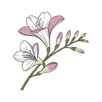 Charming Freesia Floral Design on Clean White vector