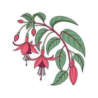 Elegant Fuchsia Magellanica Flower Design on Clean White vector