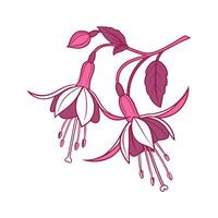 Elegant Fuchsia Design on White vector