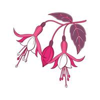 Charming Fuchsia Flower Design on White vector