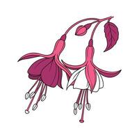 Charming Fuchsia Floral Design on Clean White vector
