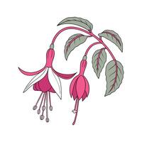 Stunning Fuchsia Floral Art on Bright White vector
