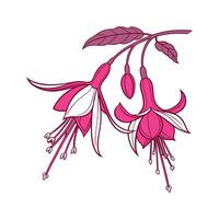 Vivid Fuchsia Design on Bright White vector