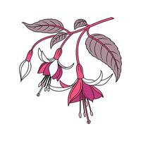 Stunning Fuchsia Flower Art on White vector