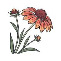Elegant Gaillardia Flower Design on Bright White vector