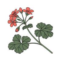 Charming Geranium Floral Design on Bright White vector