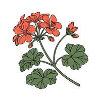 Stunning Geranium Floral Art on Clean White vector