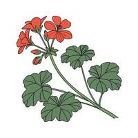 Vivid Geranium Flower Design on White vector