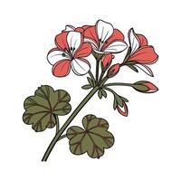 Vivid Geranium Floral Art on Bright White vector