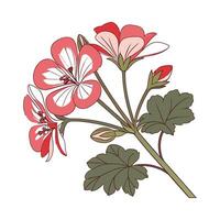 Charming Geranium Flower Design on Bright White vector