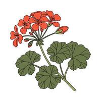 Elegant Geranium Flower Design on White vector