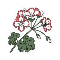 Stunning Geranium Flower Design on Clean White vector