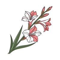 Charming Gladiolus Design on White vector
