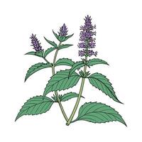 Charming Giant Hyssop Flower Design on Bright White vector