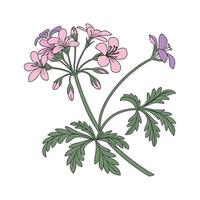 Elegant Glandularia Flower Design on White vector