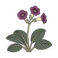 Charming Gloxinia Design on White vector