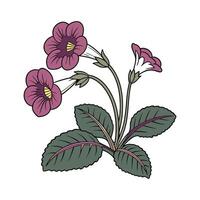 Elegant Gloxinia Flower Design on Bright White vector