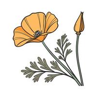Charming Golden Poppy Design on White vector