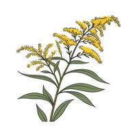 Charming Goldenrod Flower Design on White vector