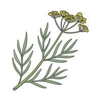 Charming Golden Samphire Design on White vector