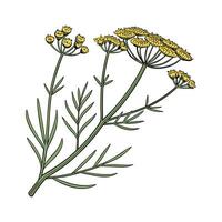 Stunning Golden Samphire Flower Design on Bright White vector
