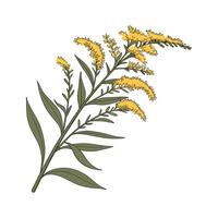 Elegant Goldenrod Flower Design on White vector