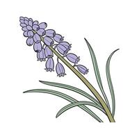 Stunning Grape Hyacinth Floral Art on Bright White vector