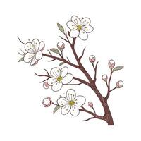 Charming Hawthorn Flower Design on White vector