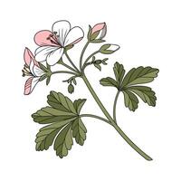 Charming Hardy Geranium Design on White vector