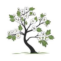 Elegant Hawthorn Flower Design on White vector