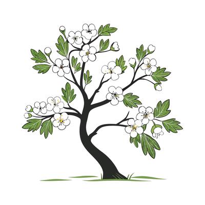 Elegant Hawthorn Flower Design on White
