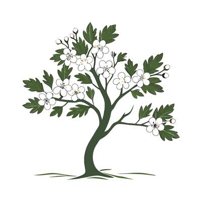 Vivid Hawthorn Flower Design on Clean White