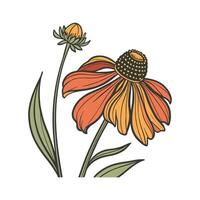 Elegant Helenium Flower Design on White vector