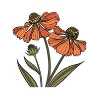 Stunning Helenium Flower Design on Clean White vector