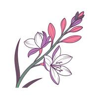 Charming Hesperantha Floral Design on White vector