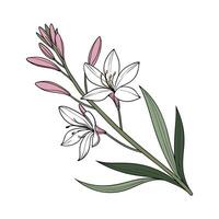 Stunning Hesperantha Flower Design on Bright White vector