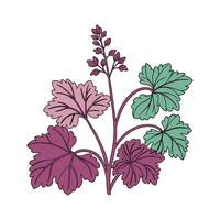 Charming Heuchera Floral Design on White vector