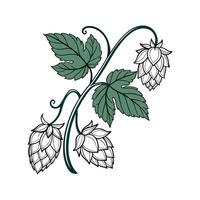 Charming Hops Flower Illustration on White Surface vector