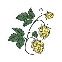 Artistic Hops Flower on White Canvas Background vector