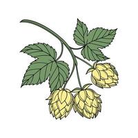 Elegant Hops Flower Design on Bright White Canvas vector