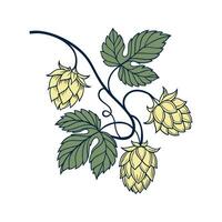 Intricate Hops Flower Design on Clean Background vector