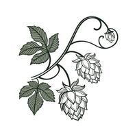 Vibrant Hops Flower on Clean White Background vector