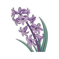 Elegant Hyacinth Flower on Clean White Background vector