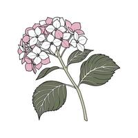 Vibrant Hydrangea Design on Bright White Background vector