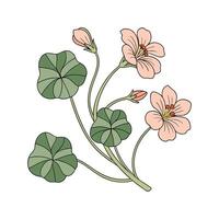 Stunning Indian Cress Flower on Bright White Background vector