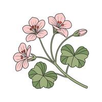 Charming Indian Cress Floral Design on White vector