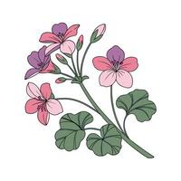 Elegant Indian Cress Flower on Bright White Background vector