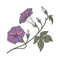 Vibrant Ipomoea Flower Design on Clean White vector